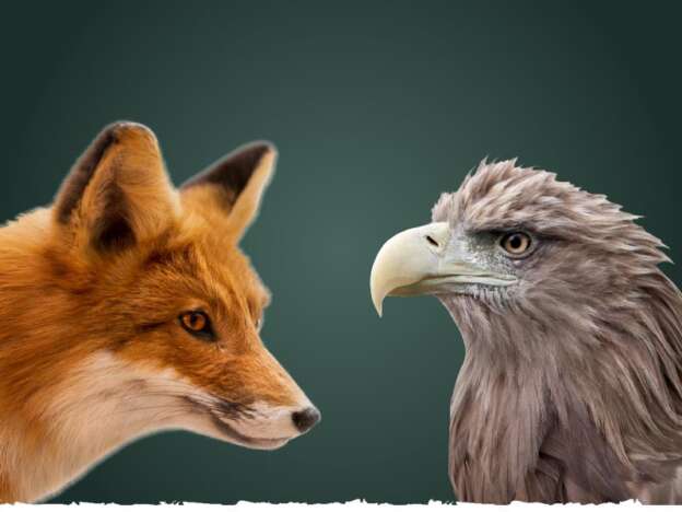 Fuchs: © Alberto Masnovo von stock.adobe.com; Adler: © Alexander Potapov on stock.adobe.com